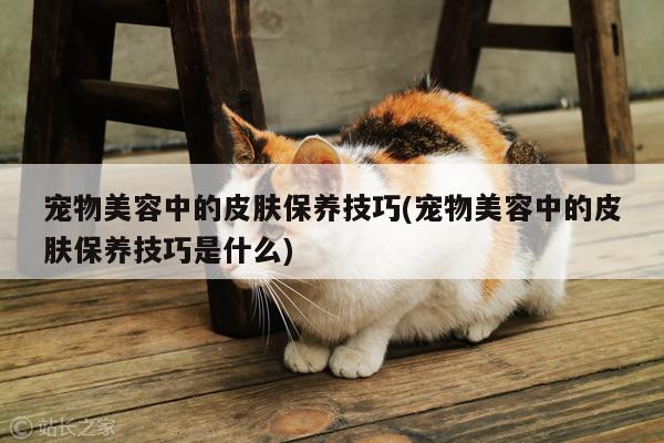宠物美容中的皮肤保养技巧(宠物美容中的皮肤保养技巧是什么)